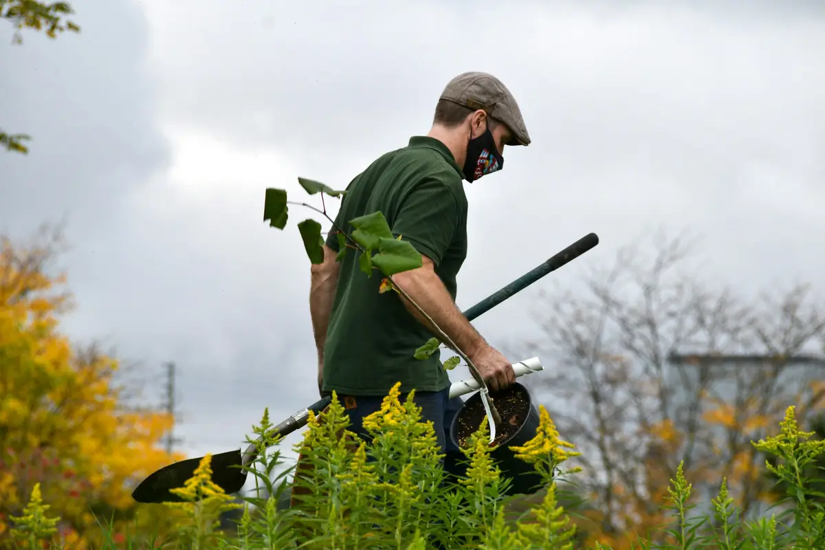 Gardener carrying a spade through a planted bed