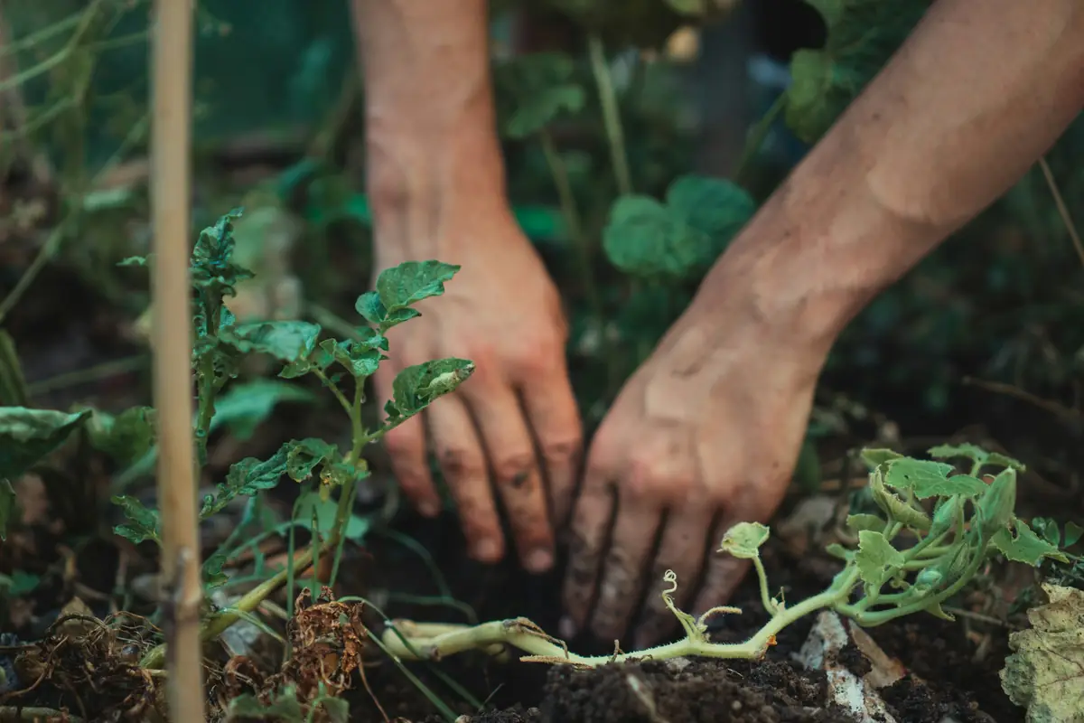 Hands setting a young plant into dark soil