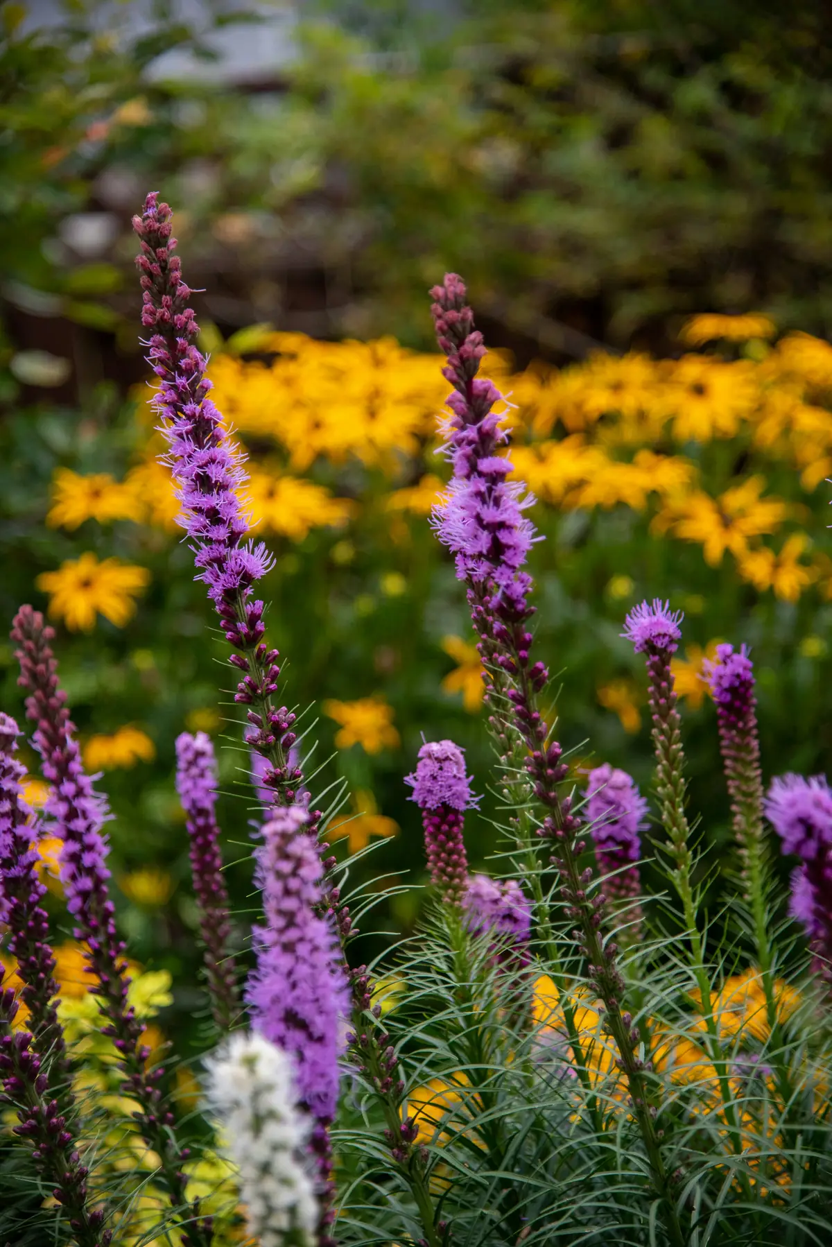 Purple liatris spikes among yellow flowers