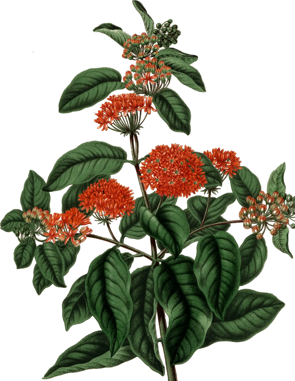 Botanical plate of butterfly weed, Asclepias tuberosa, from 1868