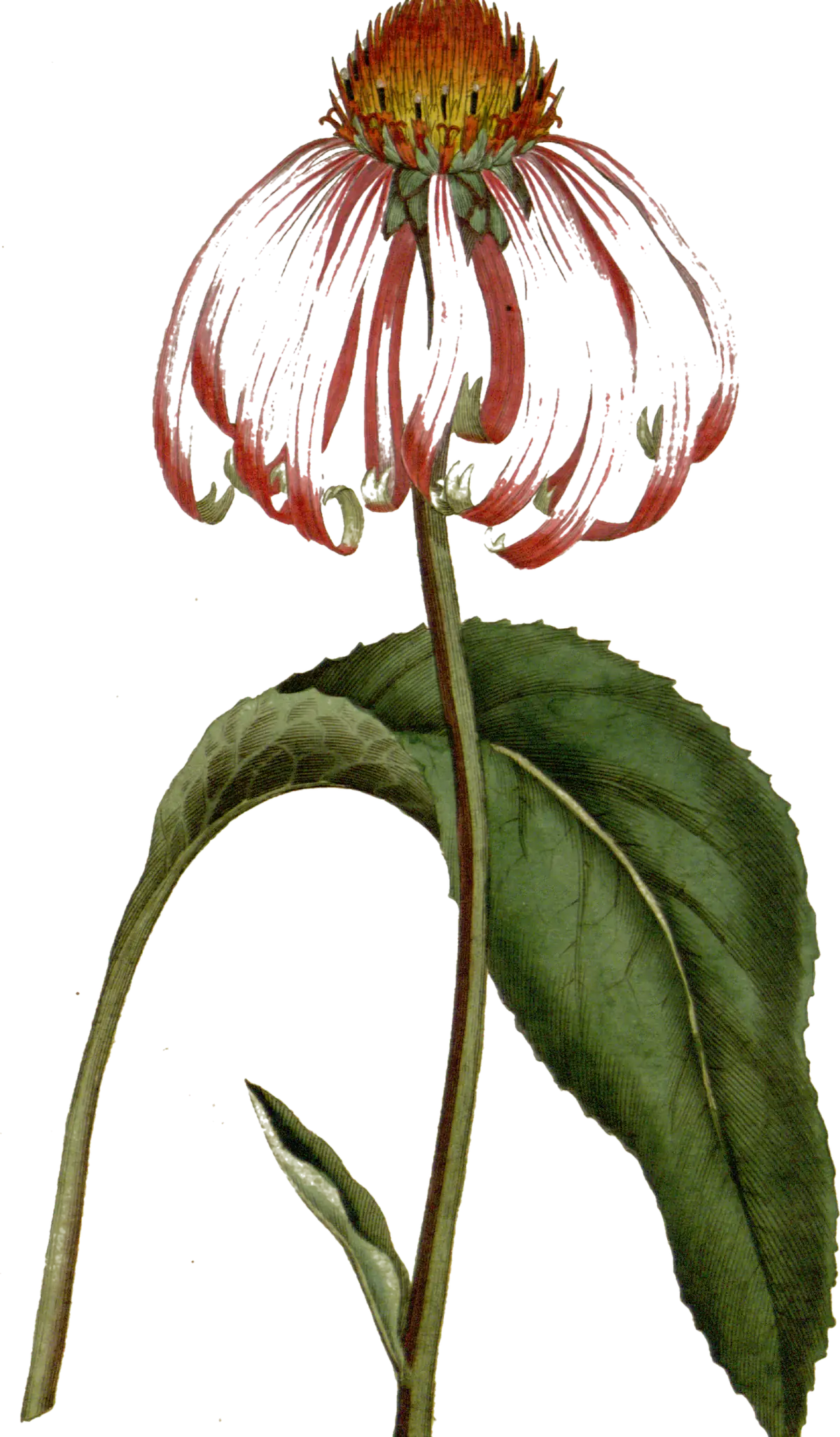 Botanical plate of purple coneflower, Echinacea purpurea, from 1787