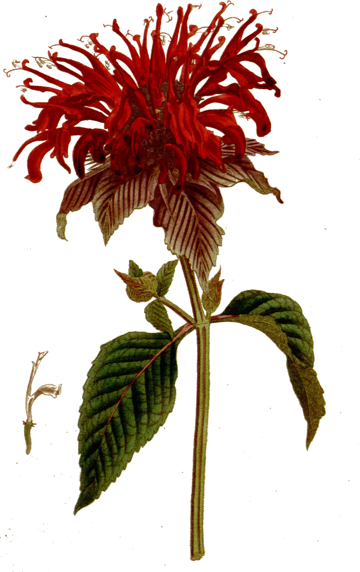 Botanical plate of bee balm, Monarda didyma, from 1792